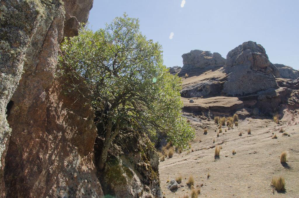 Otra vista del mismo ejemplar de fotos atrás, pero tomada más de lejos. Aquí se deja ver lo inverosímil del lugar donde crece este Maytén, cabe una pared vertical de granito, y cómo domina, desde allí, el paraje a sus pies.  